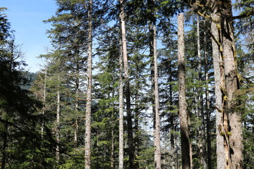 Fototapeta premium Sun shining on trees