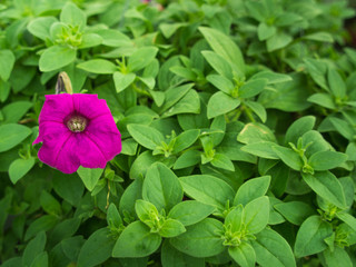 One Pink Petunia Blooming