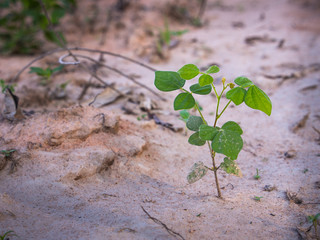 Unwanted Flora on The Soil