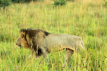 Lion, Pilanesberg National Park, South Africa