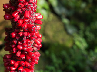 Red Seeds from The Flower