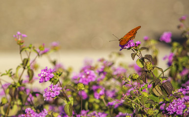 Mariposa