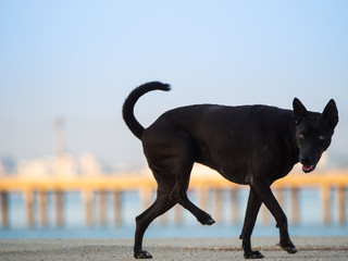 Black Homeless Young Dog Walking on a Street