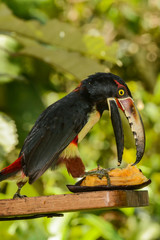 A close up of a Collared Aracari