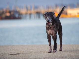 Black Homeless Old Dog Standing on a Street