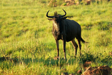 Naklejka na ściany i meble Blue wildebeest, Pilanesberg National Park, South Africa