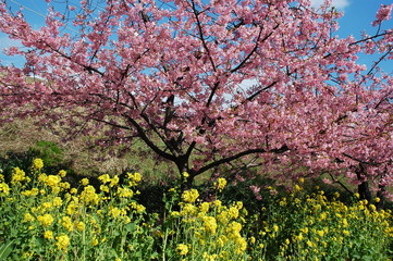 河津桜