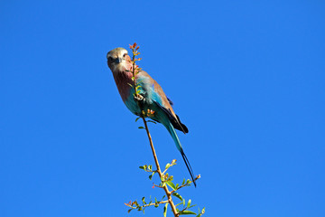 Lilac-breasted roller, Pilanesberg National Park, South Africa