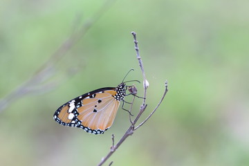 Butterflies live in gardens, beautifully patterned wings.