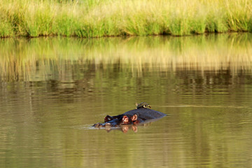 Friends, Pilanesberg National Park, South Africa