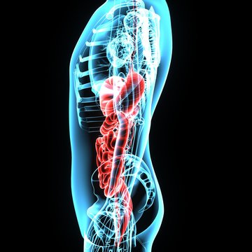 3d rendered illustration of a transparent male body with highlighted digestive system