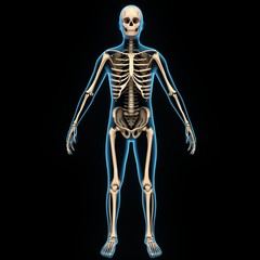 Human skeleton Human skeleton front Diagram of the human skeleton Details