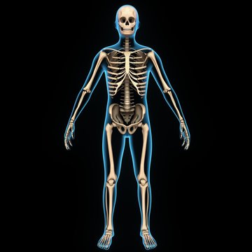 Human skeleton Human skeleton front Diagram of the human skeleton Details