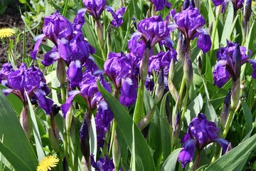 Purple Iris flower