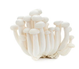 White beech mushrooms, Shimeji mushroom, Edible mushroom isolated on white background