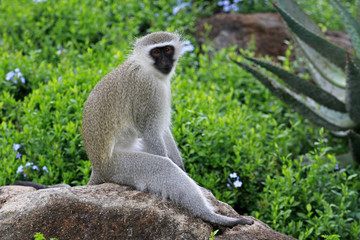 Vervet monkey, Sun City area, South Africa