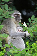 Vervet monkeys, Sun City area, South Africa