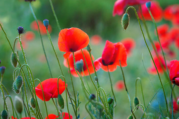 Field of poppies on a sunset