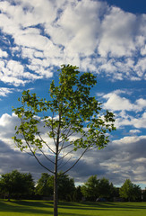 Tree and Sky