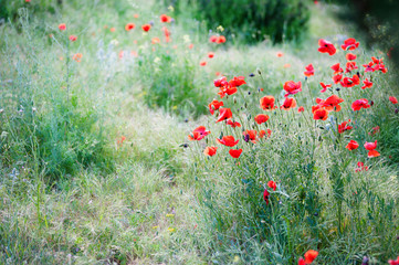 red poppies in the morning light. red poppies in the morning mist. red poppies in the evening light. poppies in the morning sunlight.