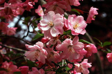 Obraz premium 花海棠