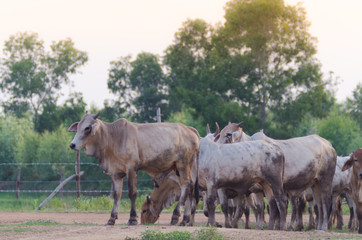 .The herd walked on the street heading for the farm's stable. Evening near dusk