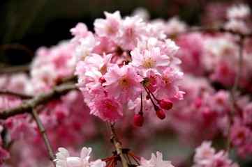 Obraz premium 枝垂れ桜