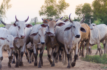 .The herd walked on the street heading for the farm's stable. Evening near dusk