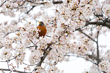 Bird amongst the blossoms - 155255035