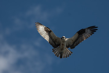 Osprey in flight