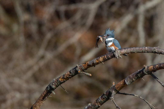 Kingfisher with catch