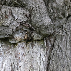 Bark of Tree