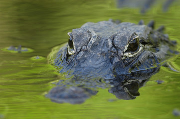 American alligator (Alligator mississippiensis)