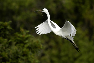 Great Egret (Egretta alba) in flight with nest material