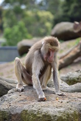 Curious Macaque