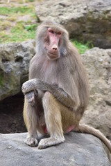 Smiling Macaque