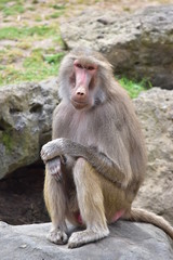 Macaque