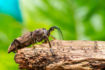 Right view of brown Spined Oak Borer Longhorn Beetle (Arthropoda: Insecta: Coleoptera: Cerambycidae: Elaphidion mucronatum) crawling on a tree branch isolated with buttery, smooth, green background