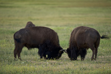 American Bison (Bison bison) Grand Teton NP, Wyoming