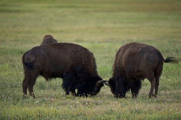 American Bison (Bison bison)  Grand Teton NP, Wyoming