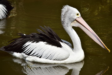 Pelican