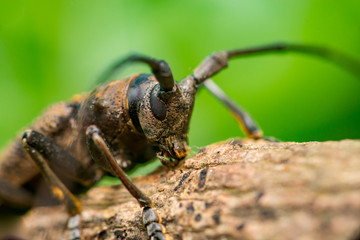 Right view of brown Spined Oak Borer Longhorn Beetle (Arthropoda: Insecta: Coleoptera: Cerambycidae: Elaphidion mucronatum) crawling on a tree branch isolated with buttery, smooth, green background