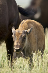 Fototapeta premium American Bison (Bison bison) Grand Teton NP, Wyoming