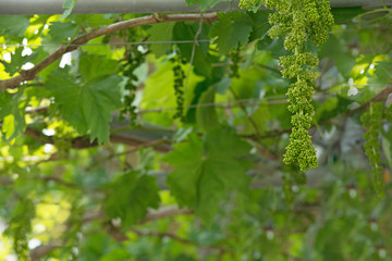 初夏のブドウ畑
