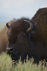 American Bison (Bison bison)  Grand Teton NP, Wyoming