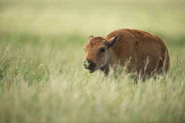 American Bison (Bison bison)  Grand Teton NP, Wyoming