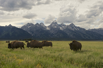 American Bison (Bison bison)  Grand Teton NP, Wyoming