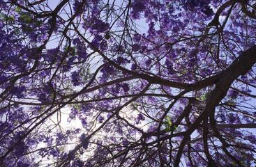 Purple spring flowers