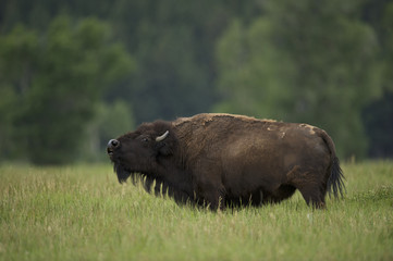 American Bison (Bison bison)  Grand Teton NP, Wyoming