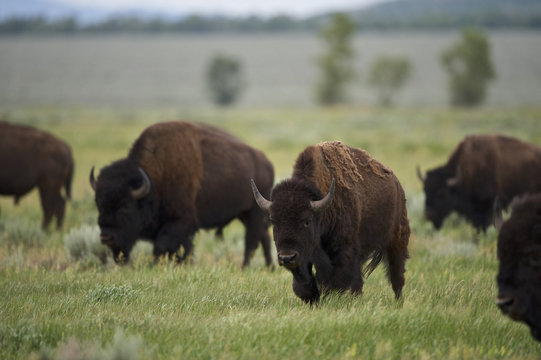 American Bison (Bison bison)  Grand Teton NP, Wyoming